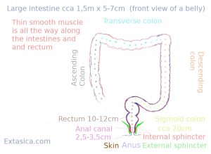Colon, rectum