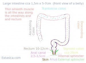 Darm, rectum