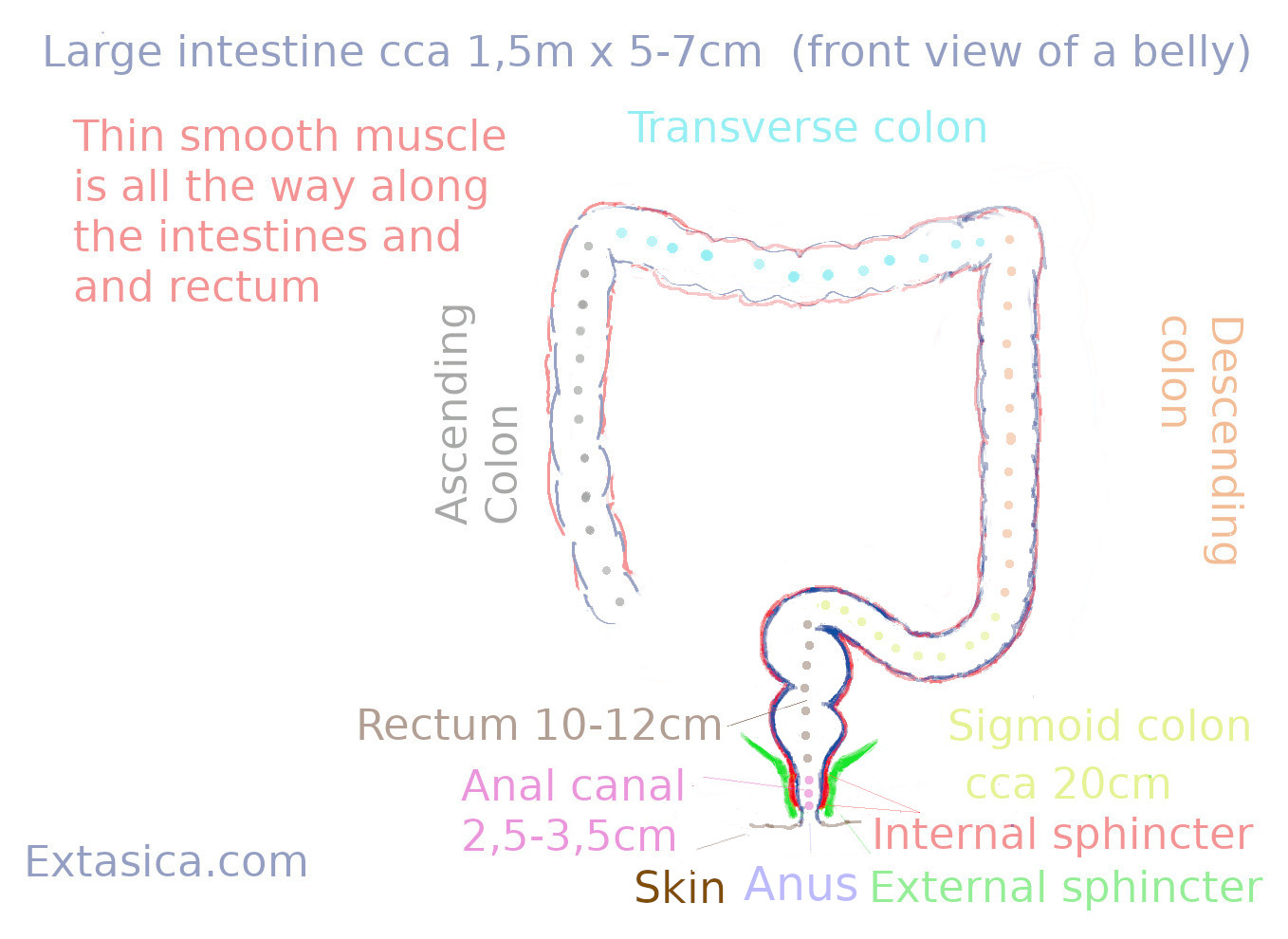 The Anatomy of Extreme Anal Insertion