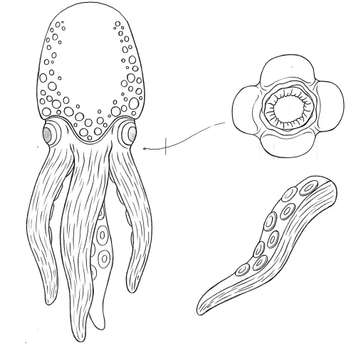 Octopussy, projet final